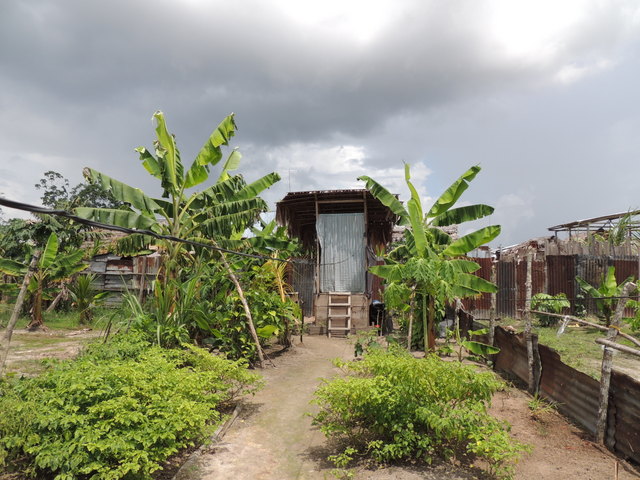 Garden and latrine in Iquitos